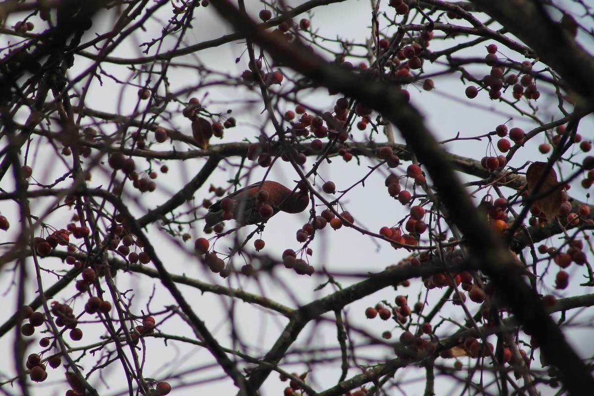 ギンザンマシコ - ML645818597