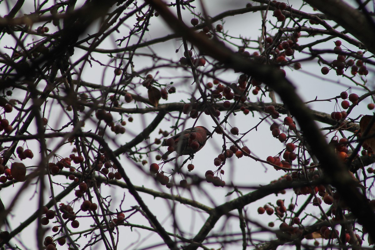 ギンザンマシコ - ML645818599