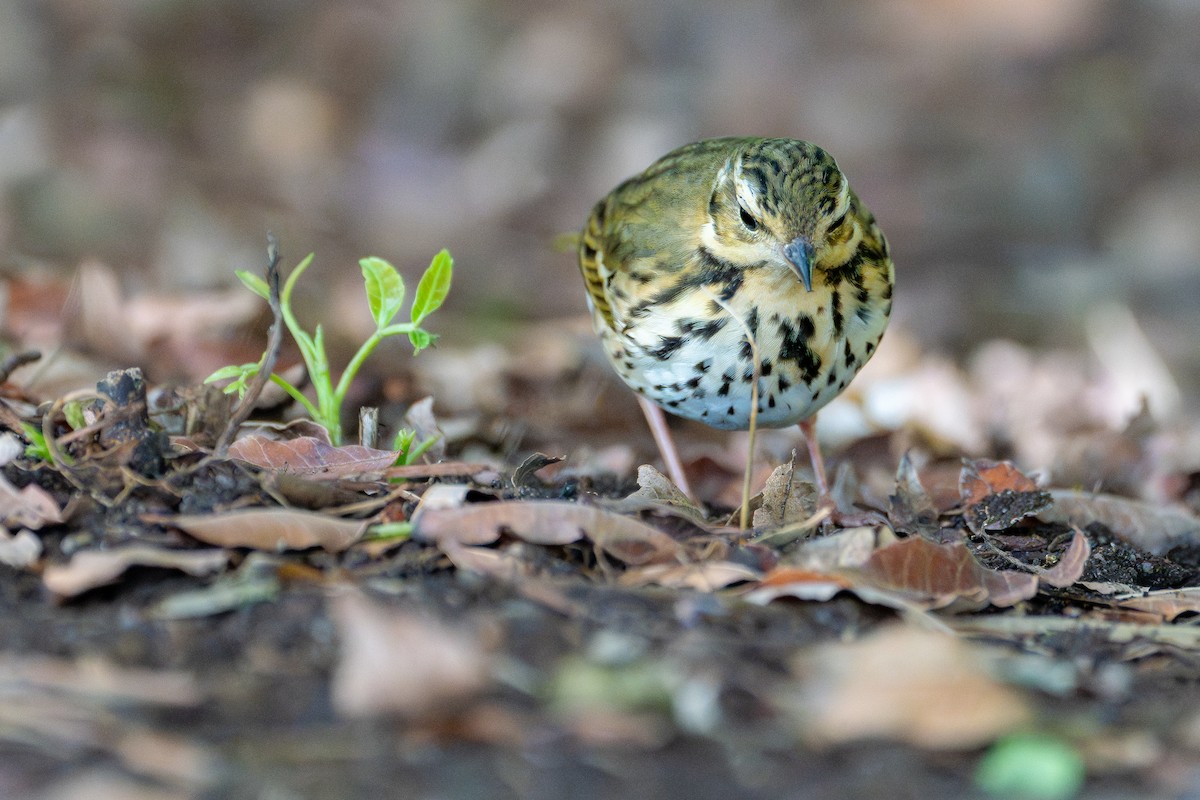 Yeşil Sırtlı İncirkuşu - ML645818600