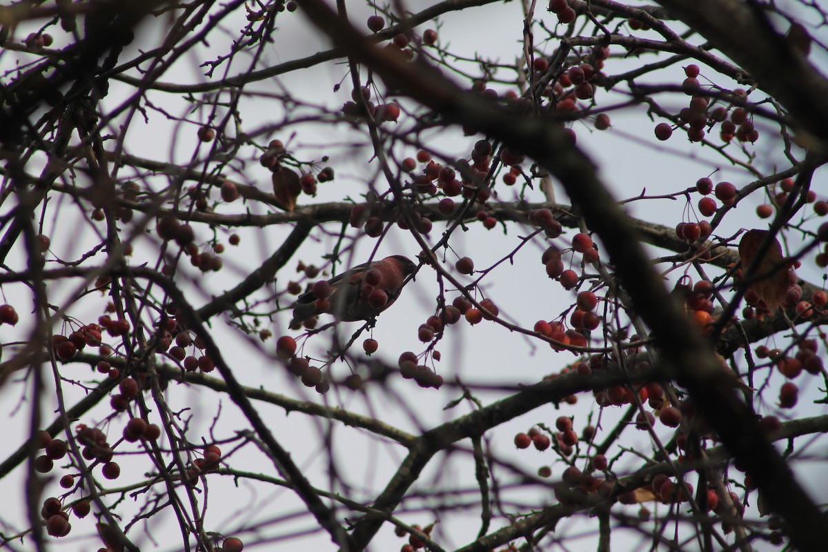 ギンザンマシコ - ML645818602