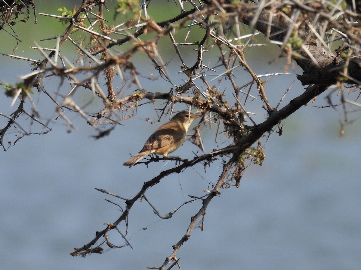 Sykes's Warbler - ML645818603