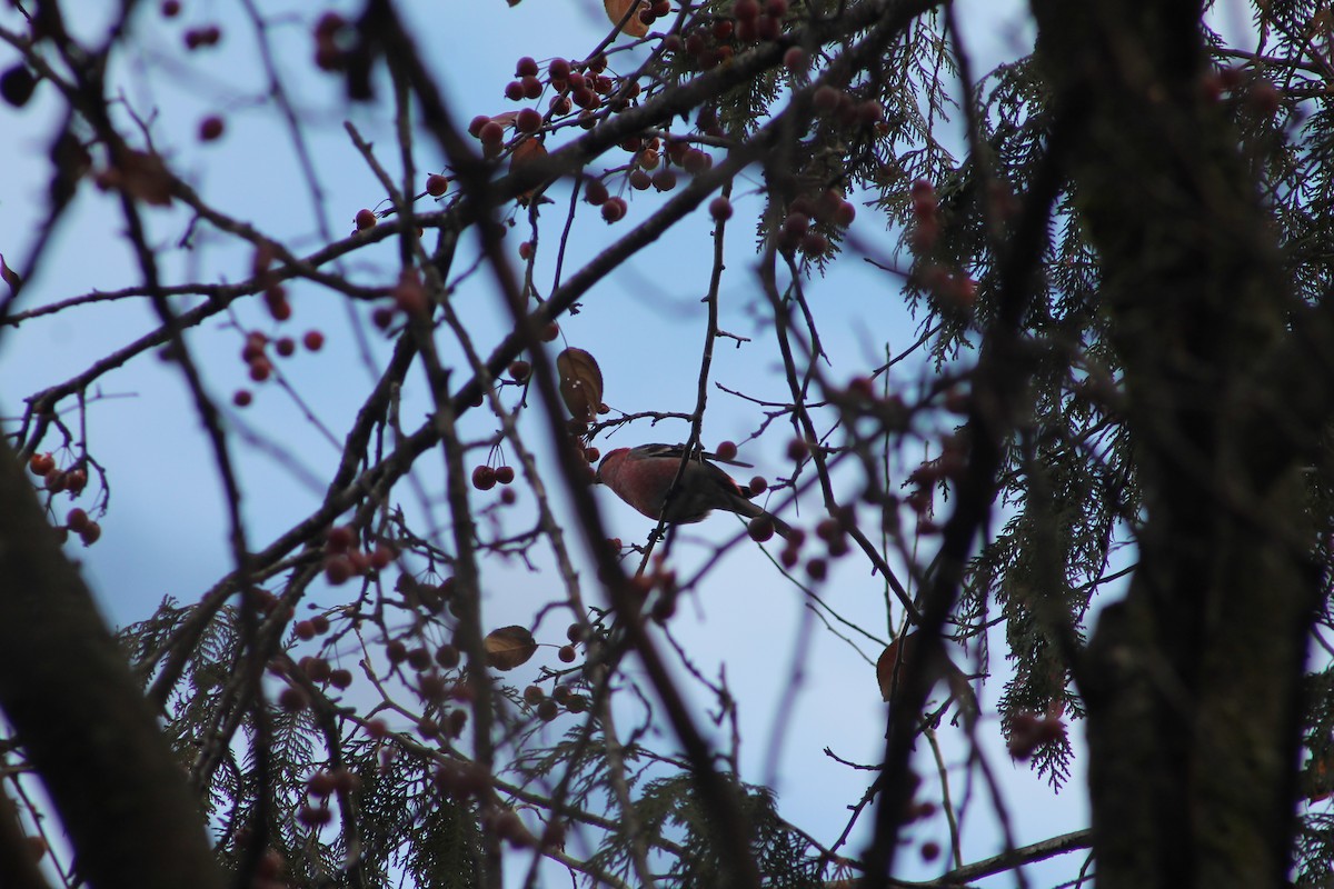 ギンザンマシコ - ML645818605