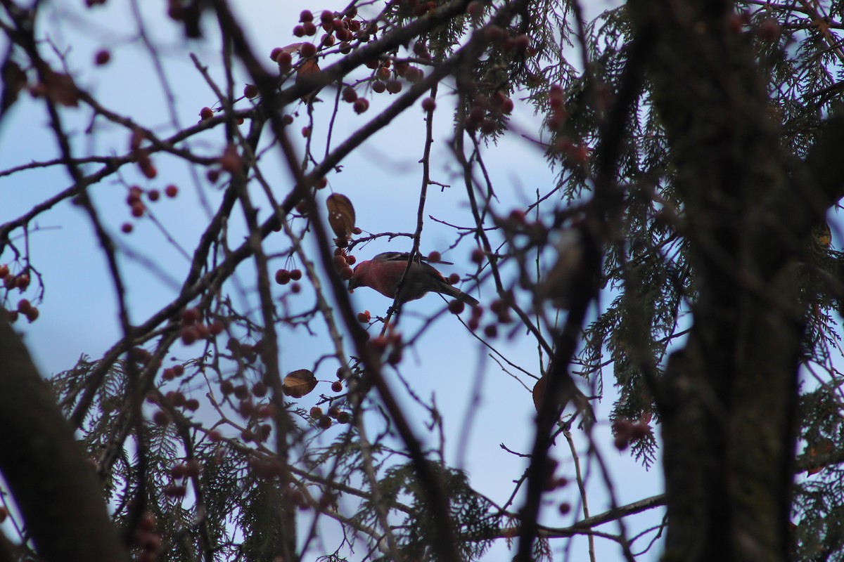 ギンザンマシコ - ML645818606