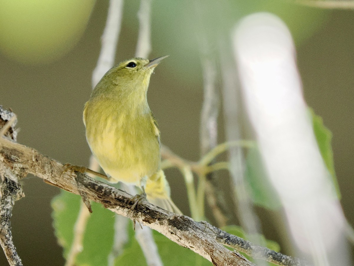 Orange-crowned Warbler - ML645818608
