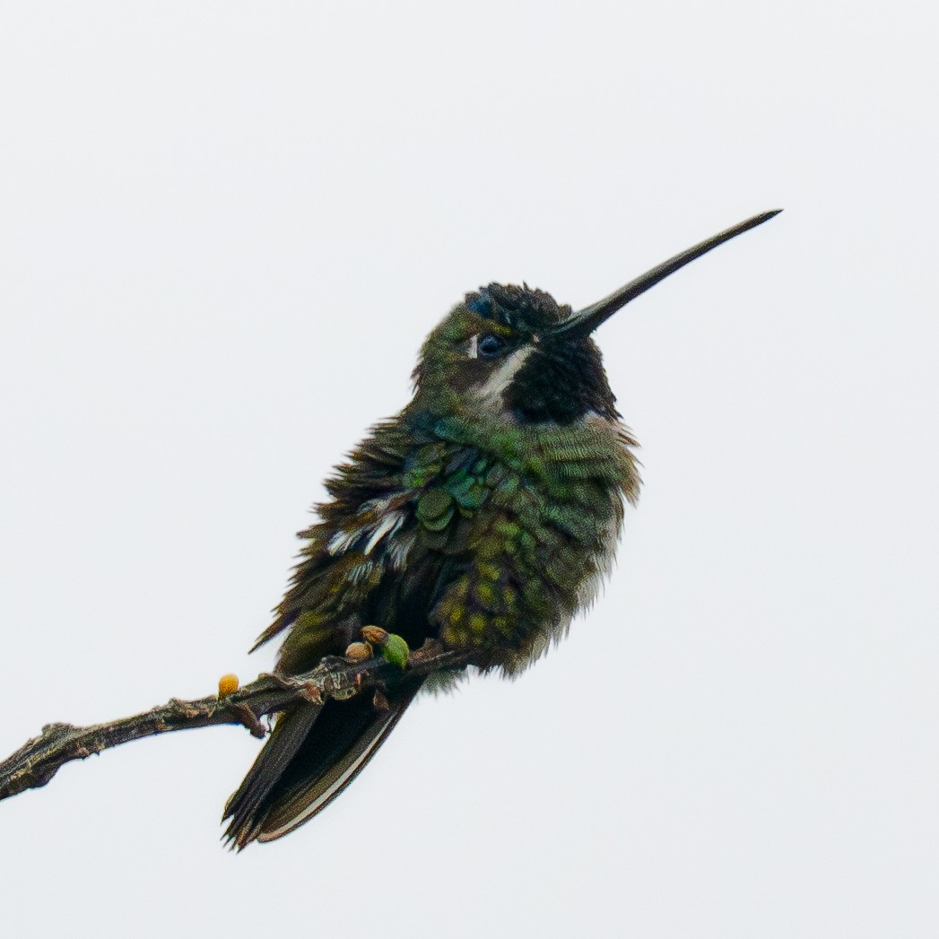 Great Kiskadee - ML645818609