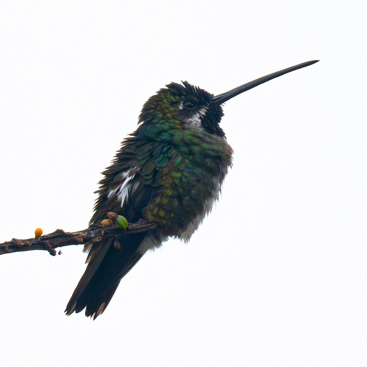 Great Kiskadee - ML645818610