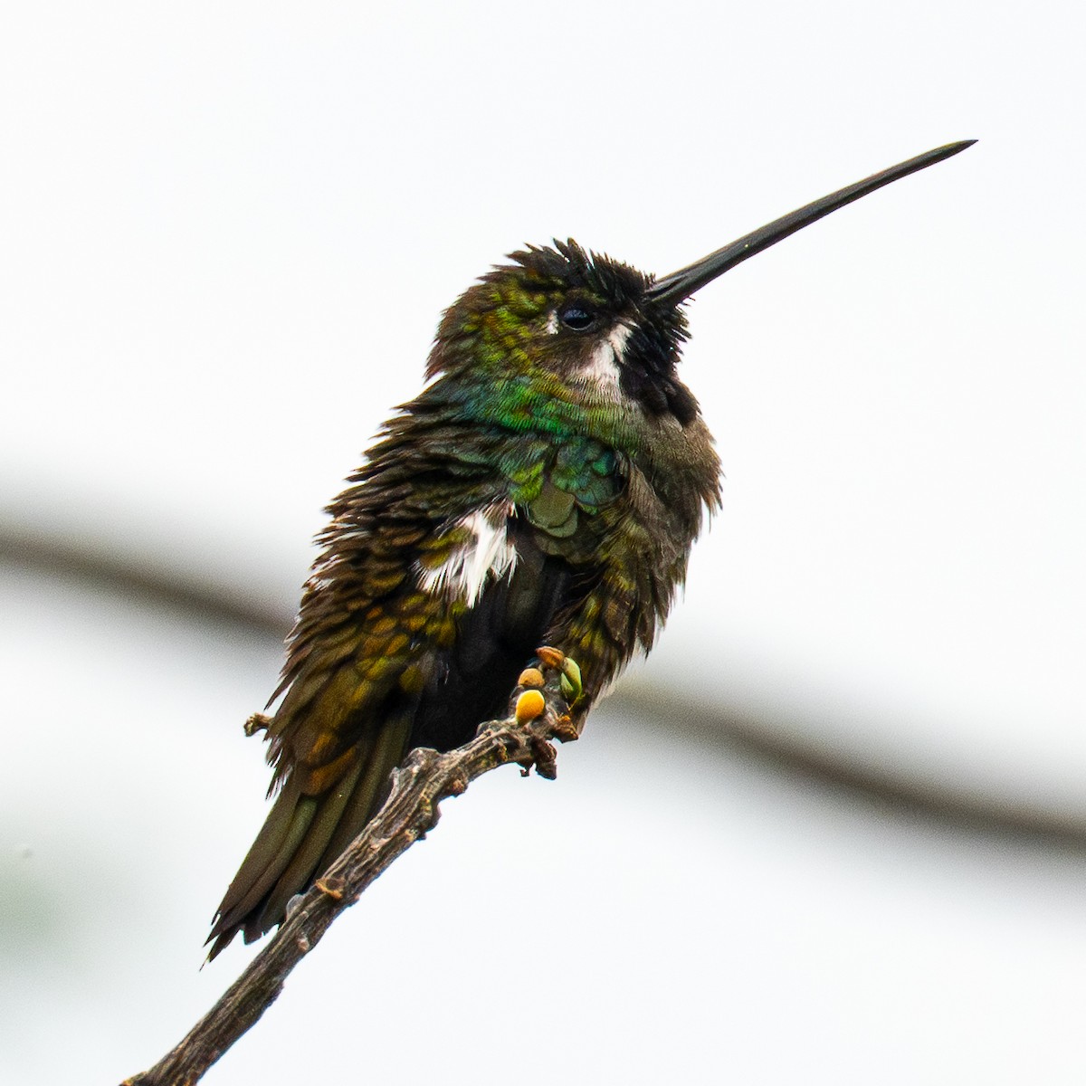 Great Kiskadee - ML645818611