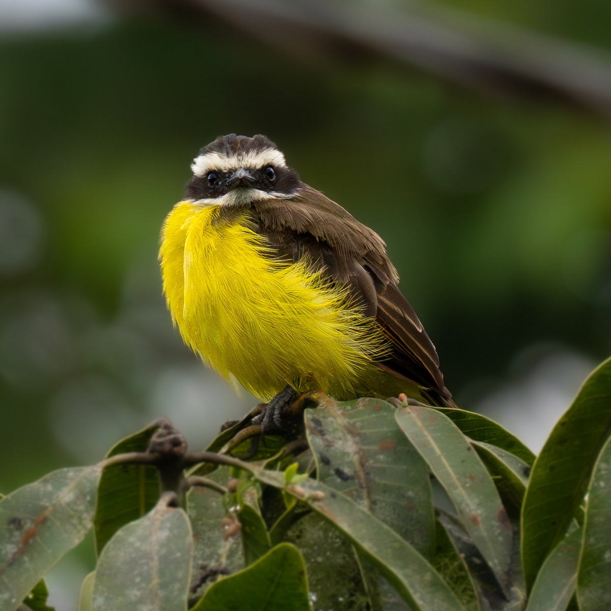 Great Kiskadee - ML645818612