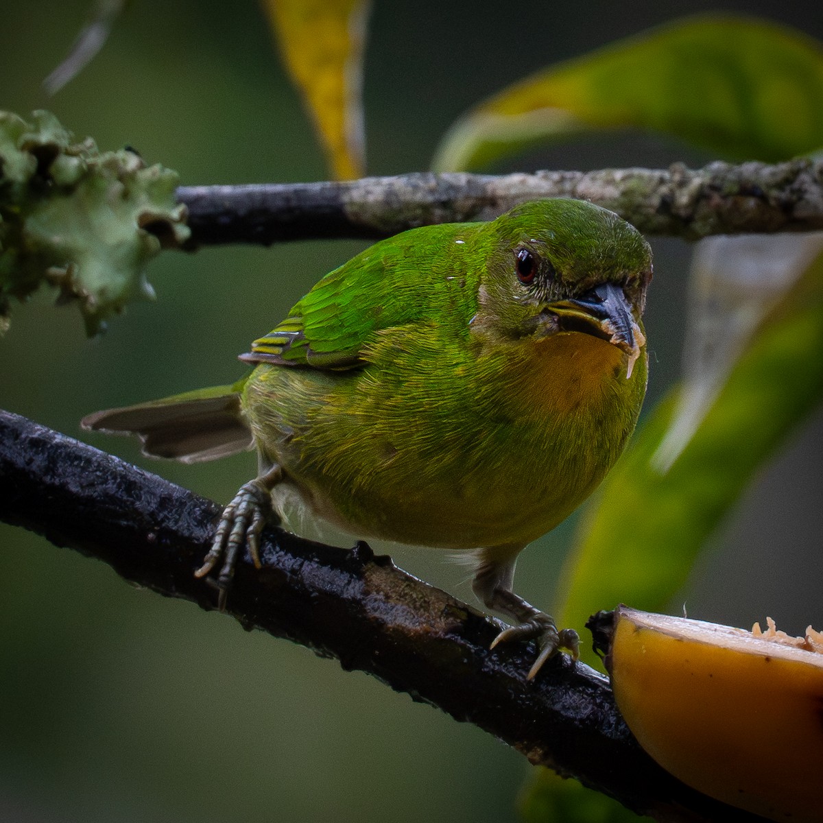 Great Kiskadee - ML645818613