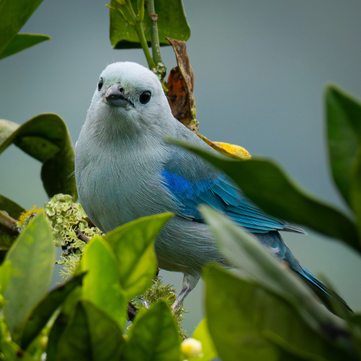Great Kiskadee - ML645818615