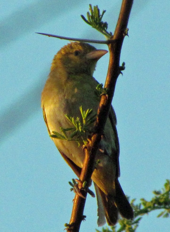 Little Weaver - ML645818616