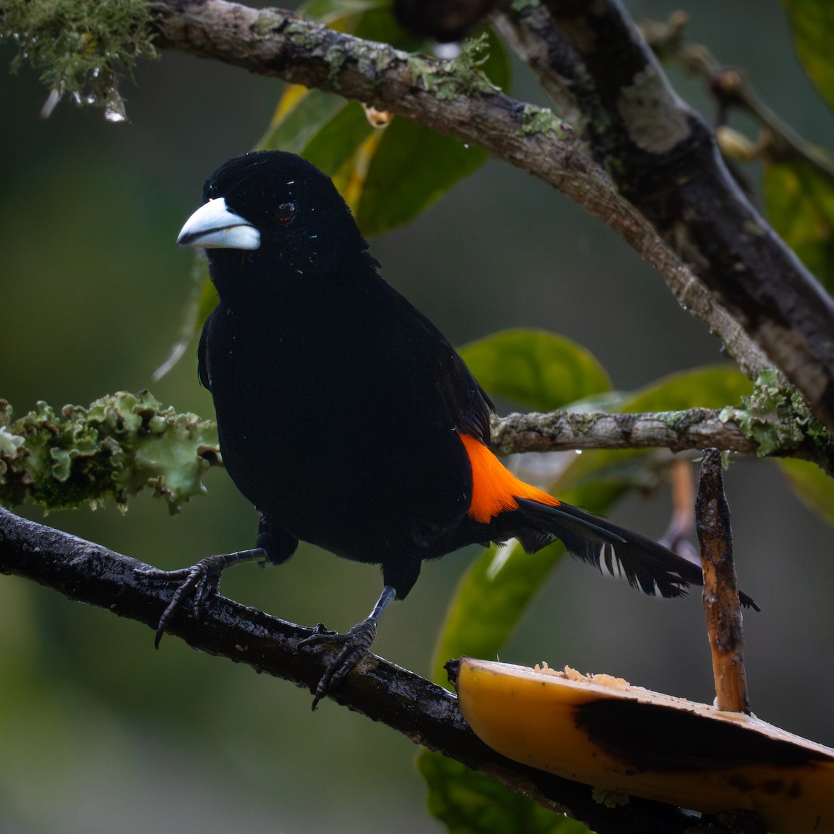 Great Kiskadee - ML645818617