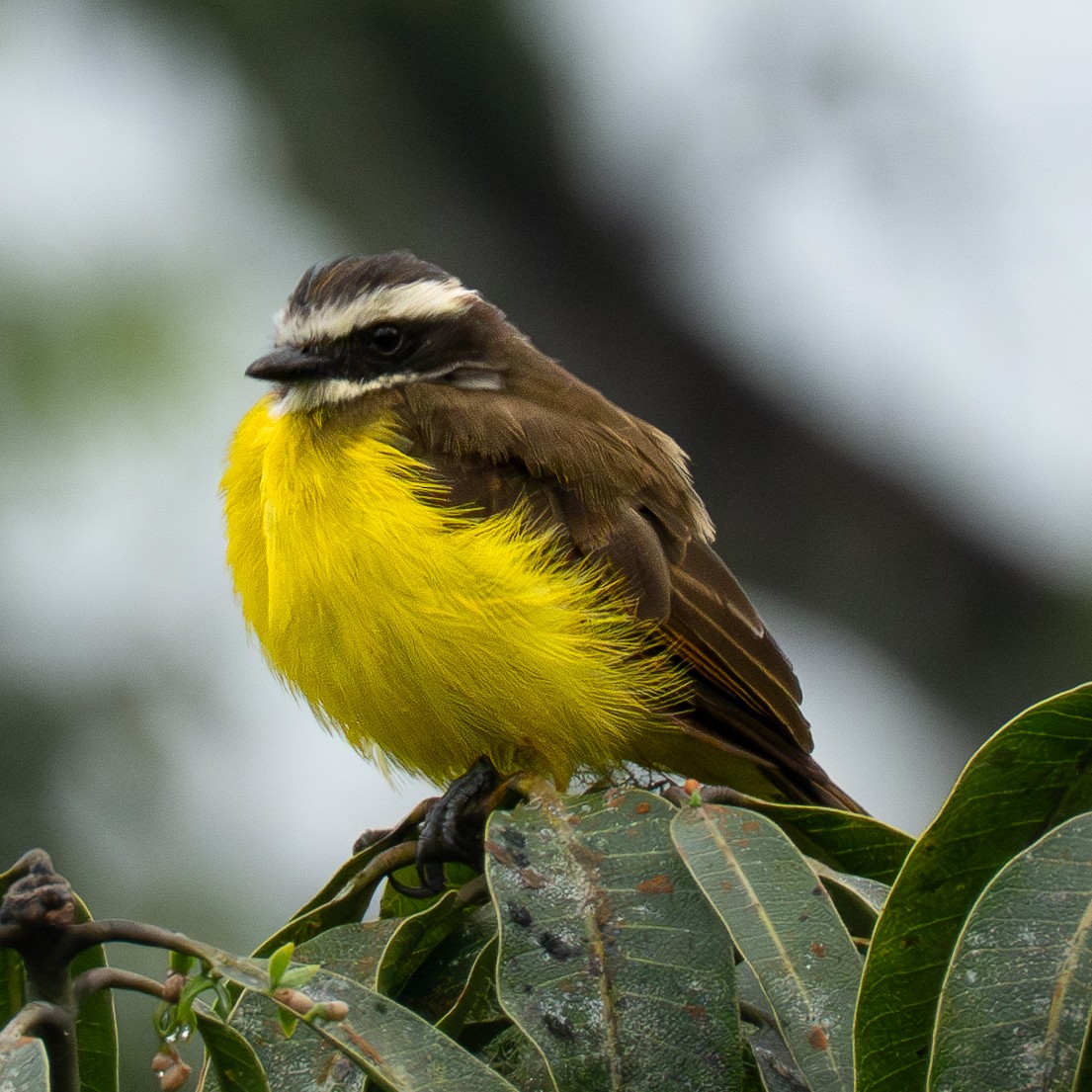 Great Kiskadee - ML645818618