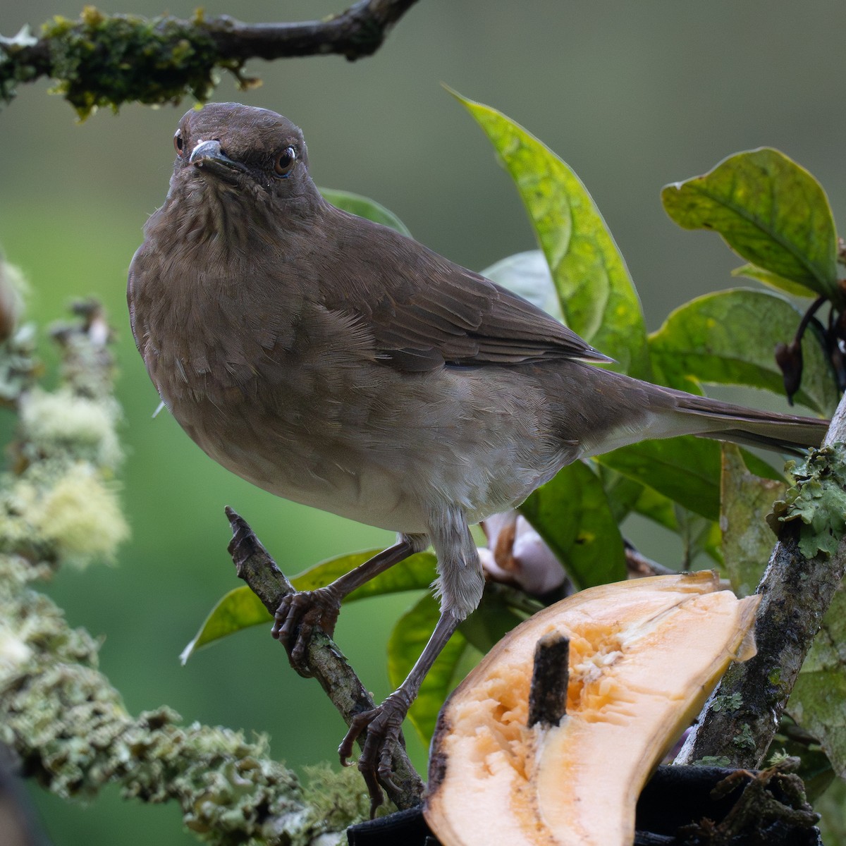 Black-billed Thrush - ML645818620