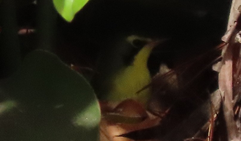 kentuckyparula - ML645818627