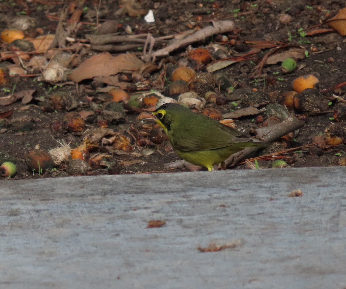 kentuckyparula - ML645818628