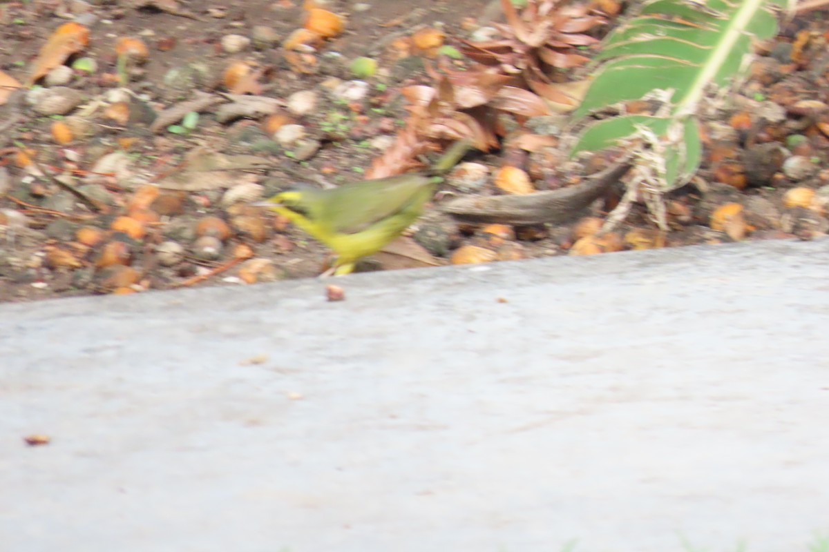 kentuckyparula - ML645818629