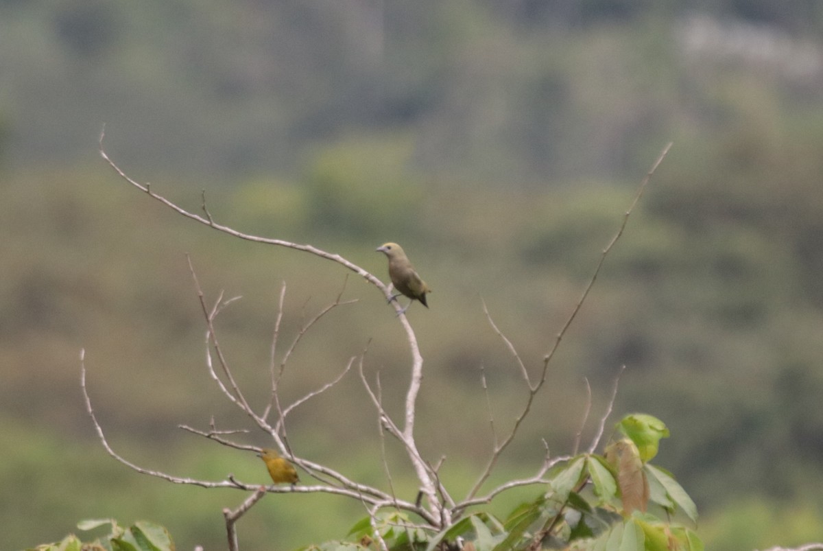 Tangara Palmera - ML645818634