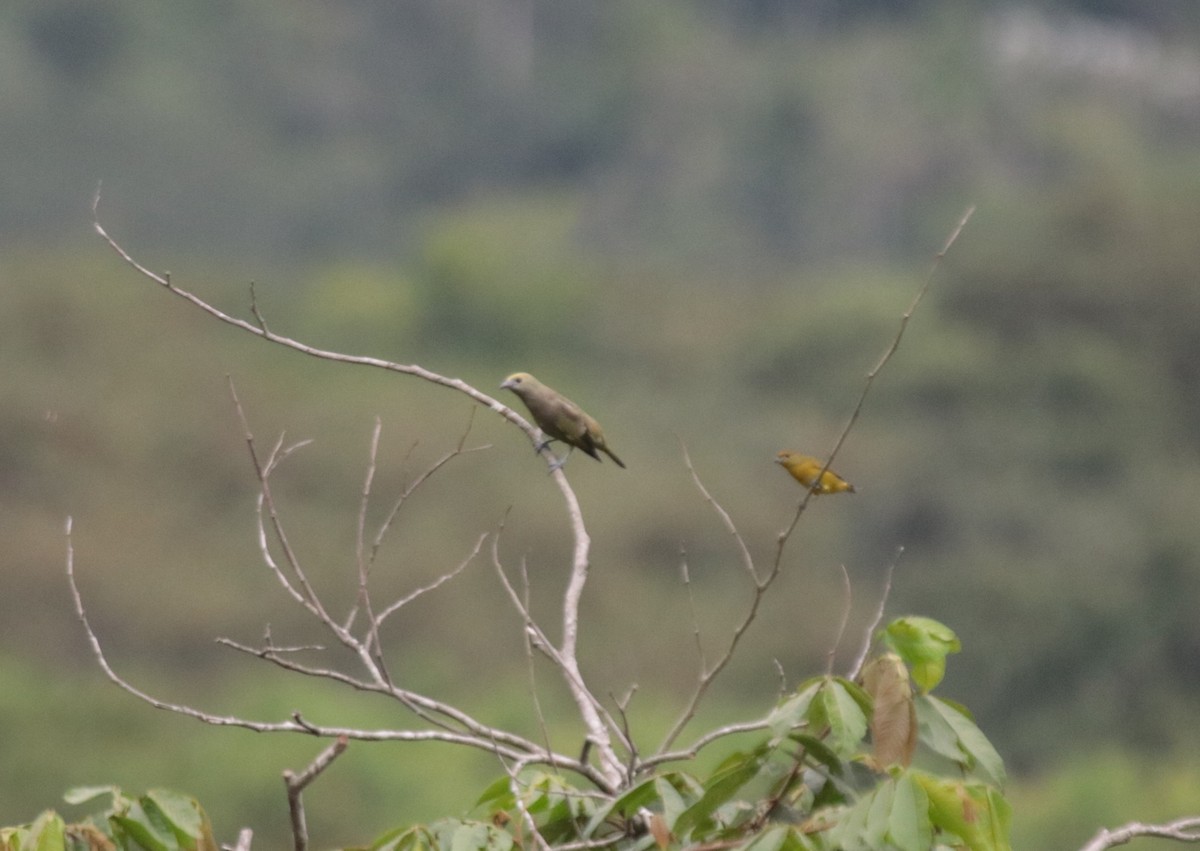 Tangara Palmera - ML645818635