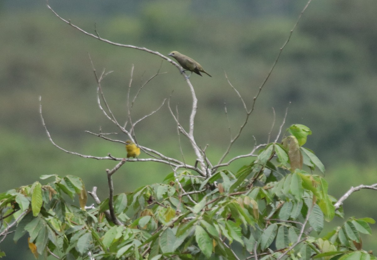Tangara Palmera - ML645818636