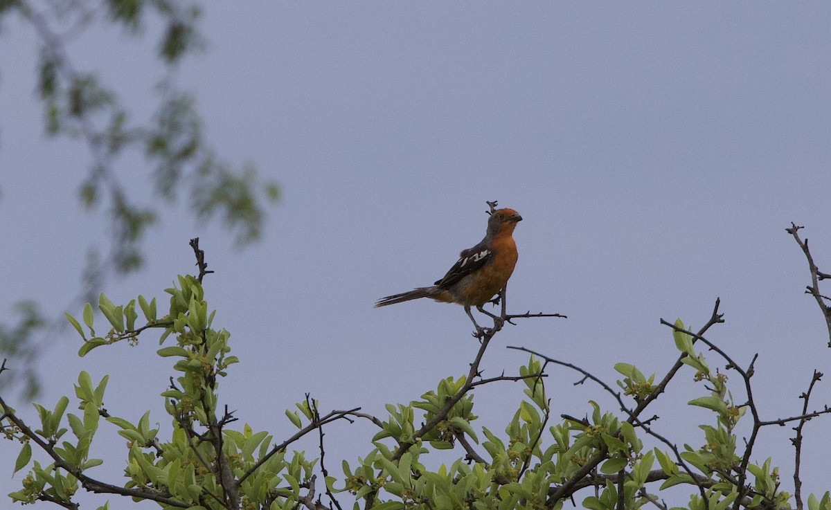 White-tipped Plantcutter - ML645818637