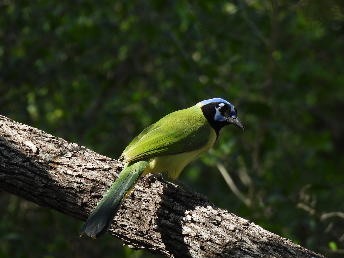 Geai vert - ML645818645