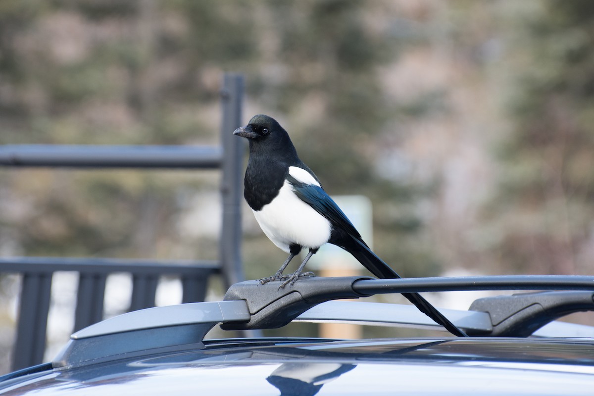 straka americká - ML645818647