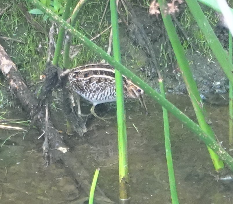 Wilson's Snipe - ML645818661