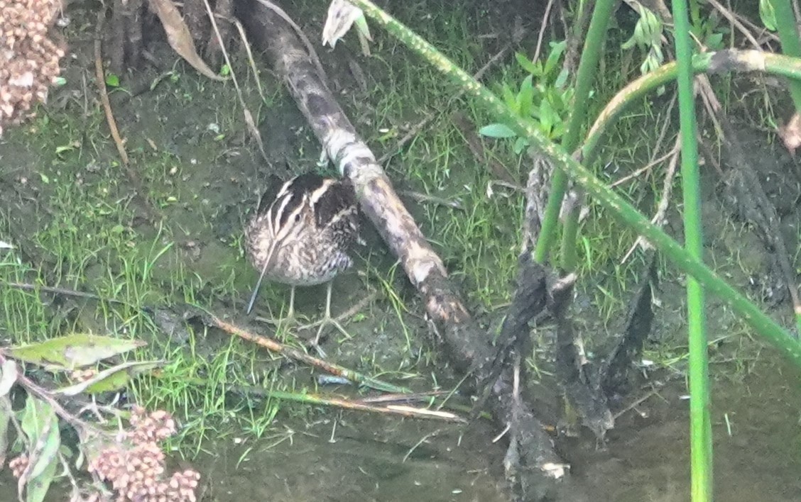 Wilson's Snipe - ML645818662