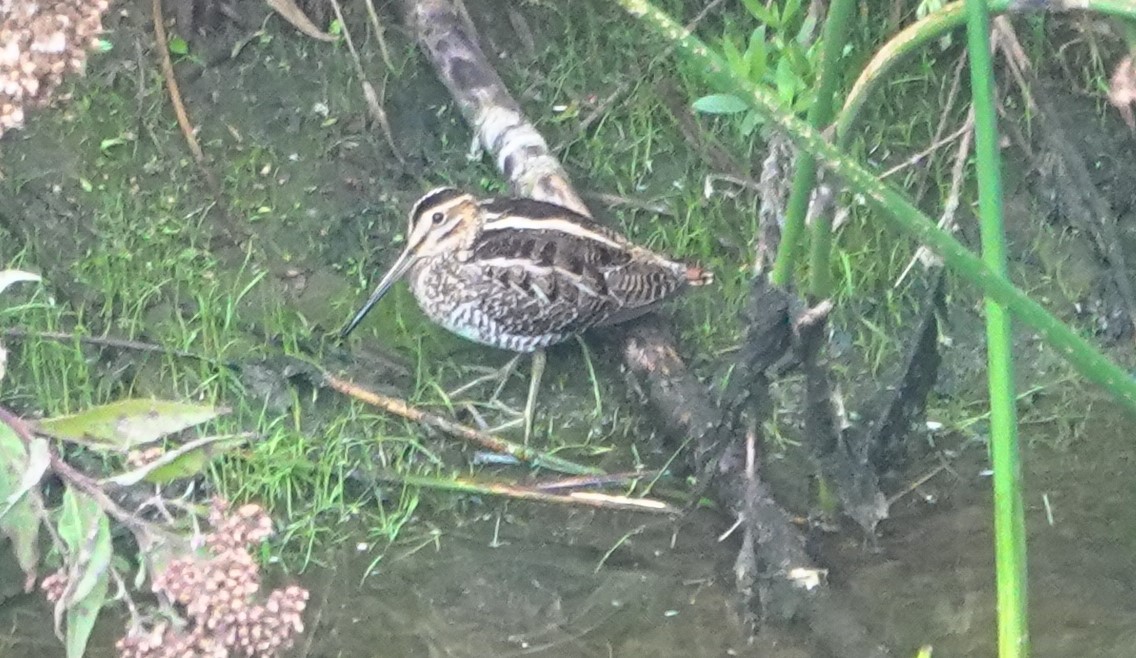 Wilson's Snipe - ML645818663