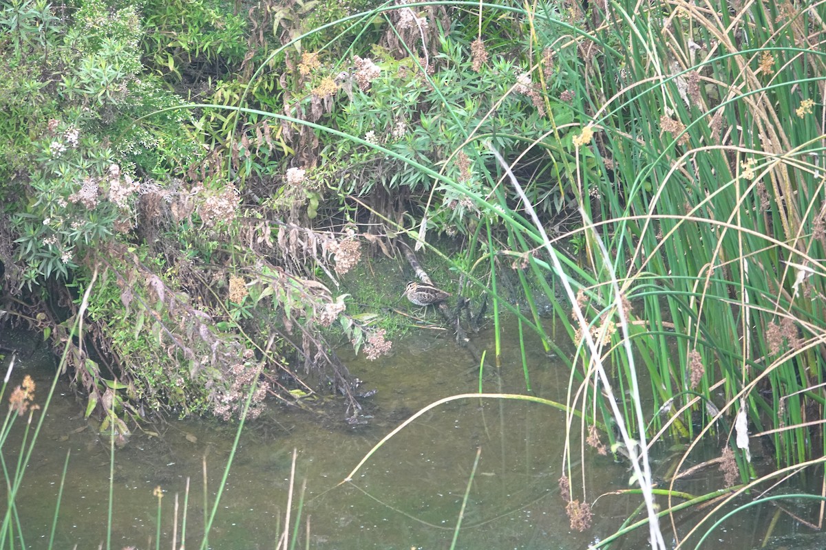 Wilson's Snipe - ML645818666