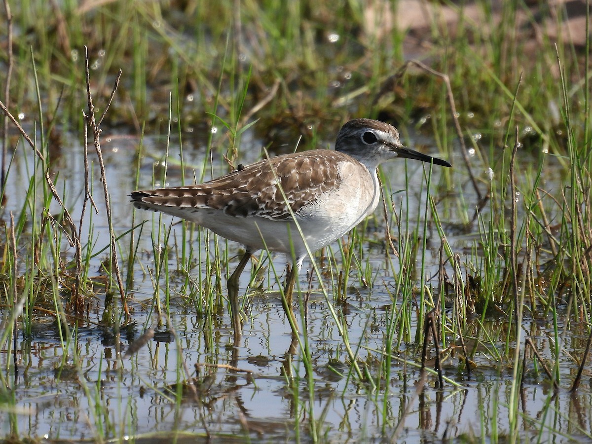 Wood Sandpiper - ML645818667