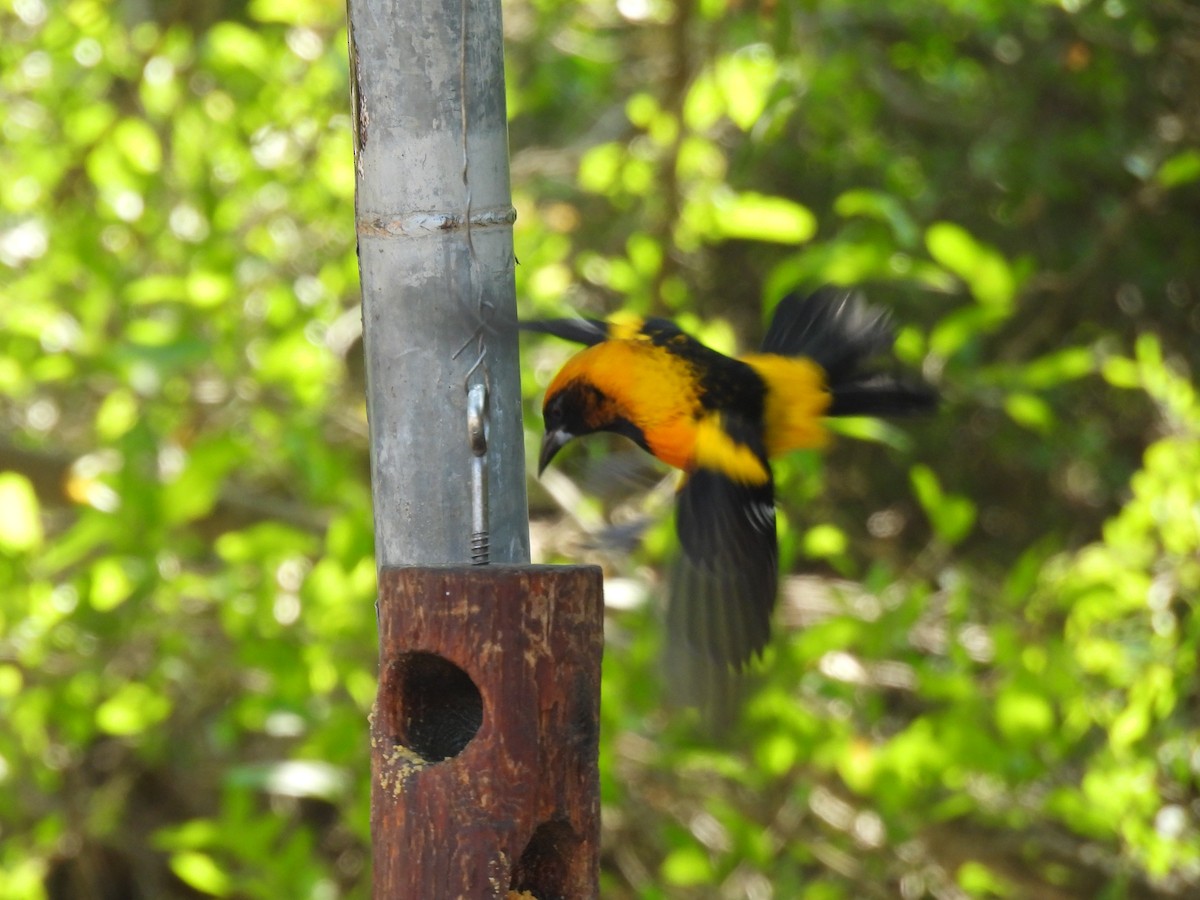 Altamira Oriole - ML645818669