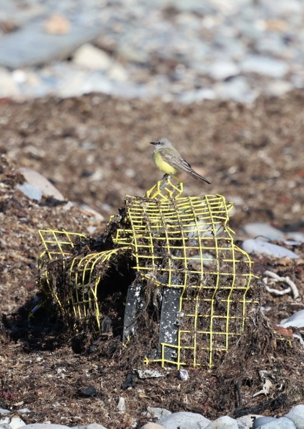 vestkongetyrann - ML645818678