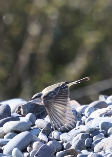 vestkongetyrann - ML645818679