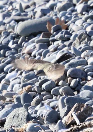 vestkongetyrann - ML645818680