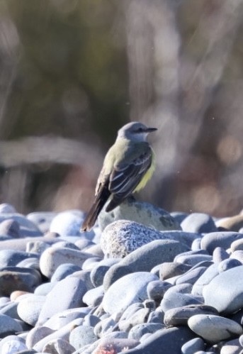 vestkongetyrann - ML645818681