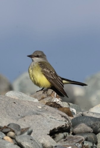 vestkongetyrann - ML645818682