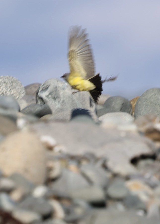 vestkongetyrann - ML645818683