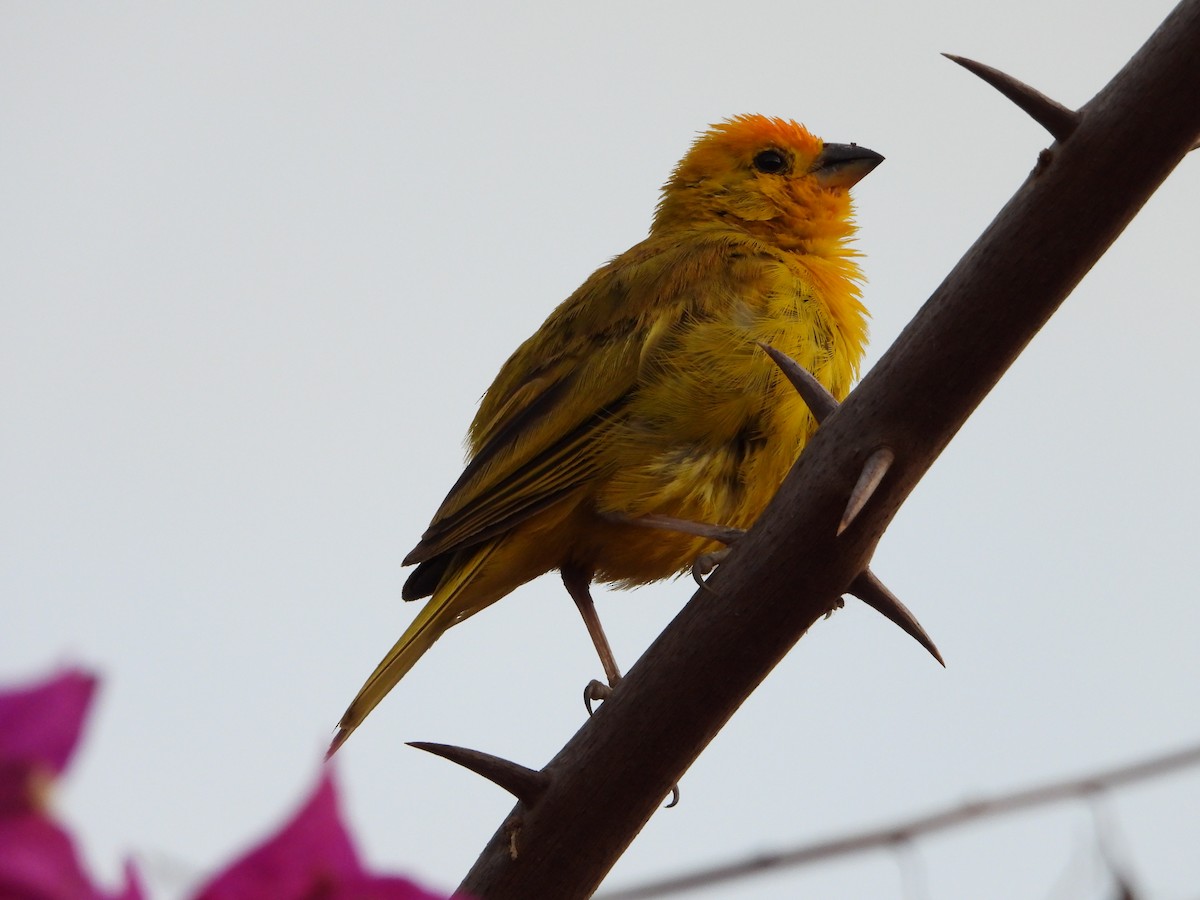 Saffron Finch - ML645818686