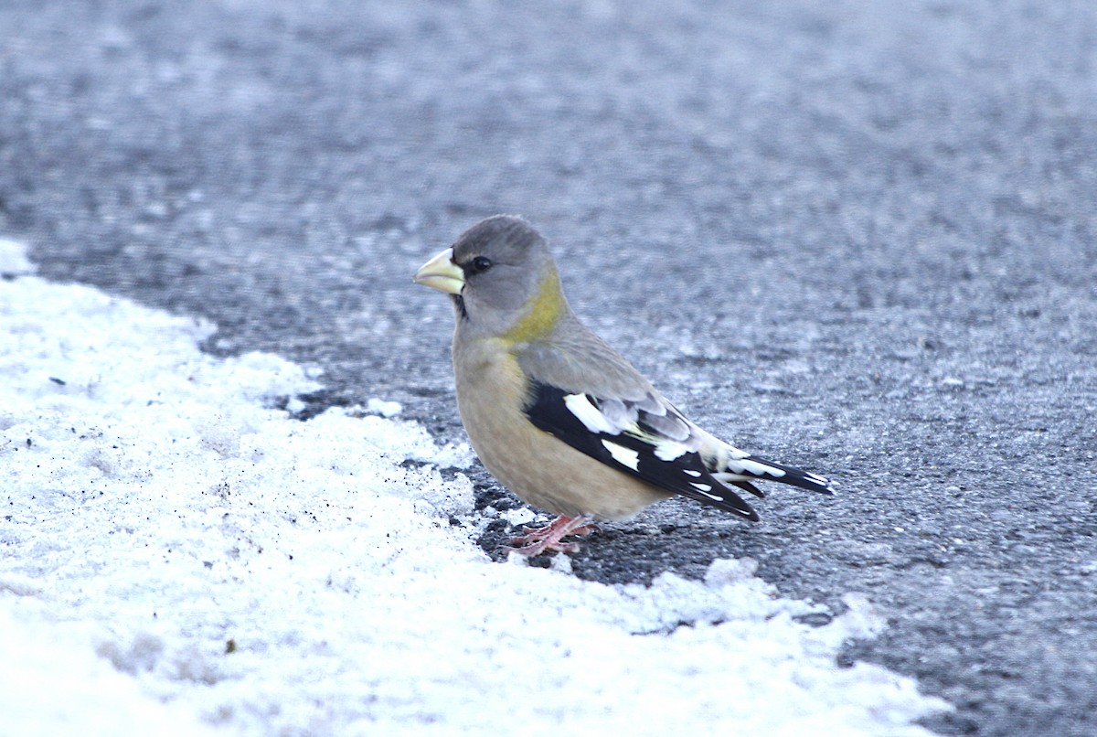 Evening Grosbeak - ML645818692