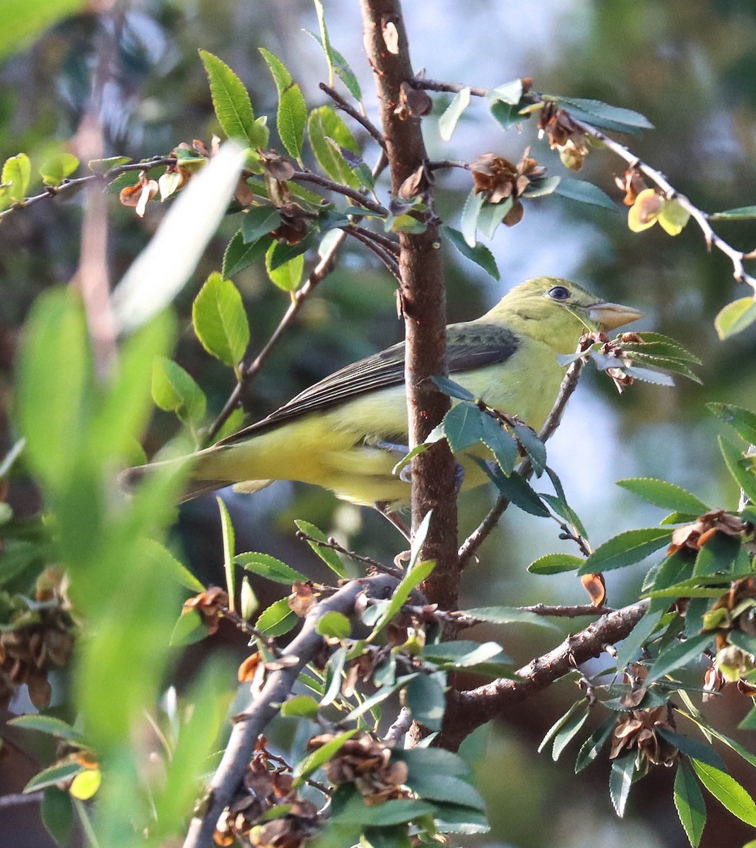 Scarlet Tanager - ML645818695