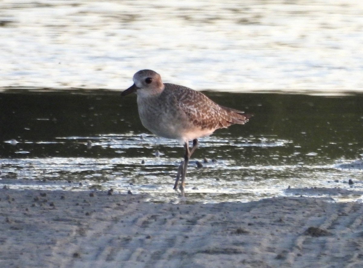 Black-bellied Plover - ML645818697