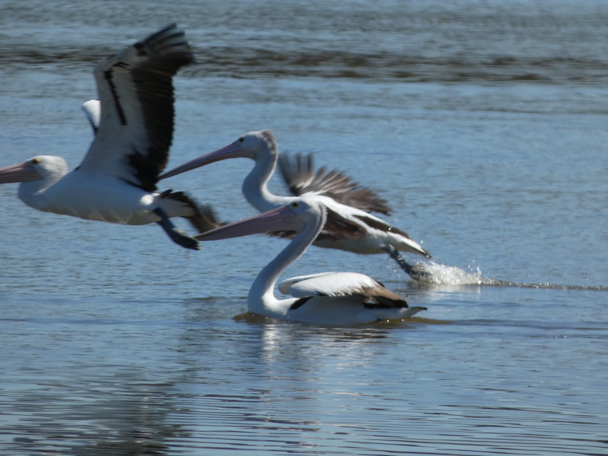 Australian Pelican - ML645818698