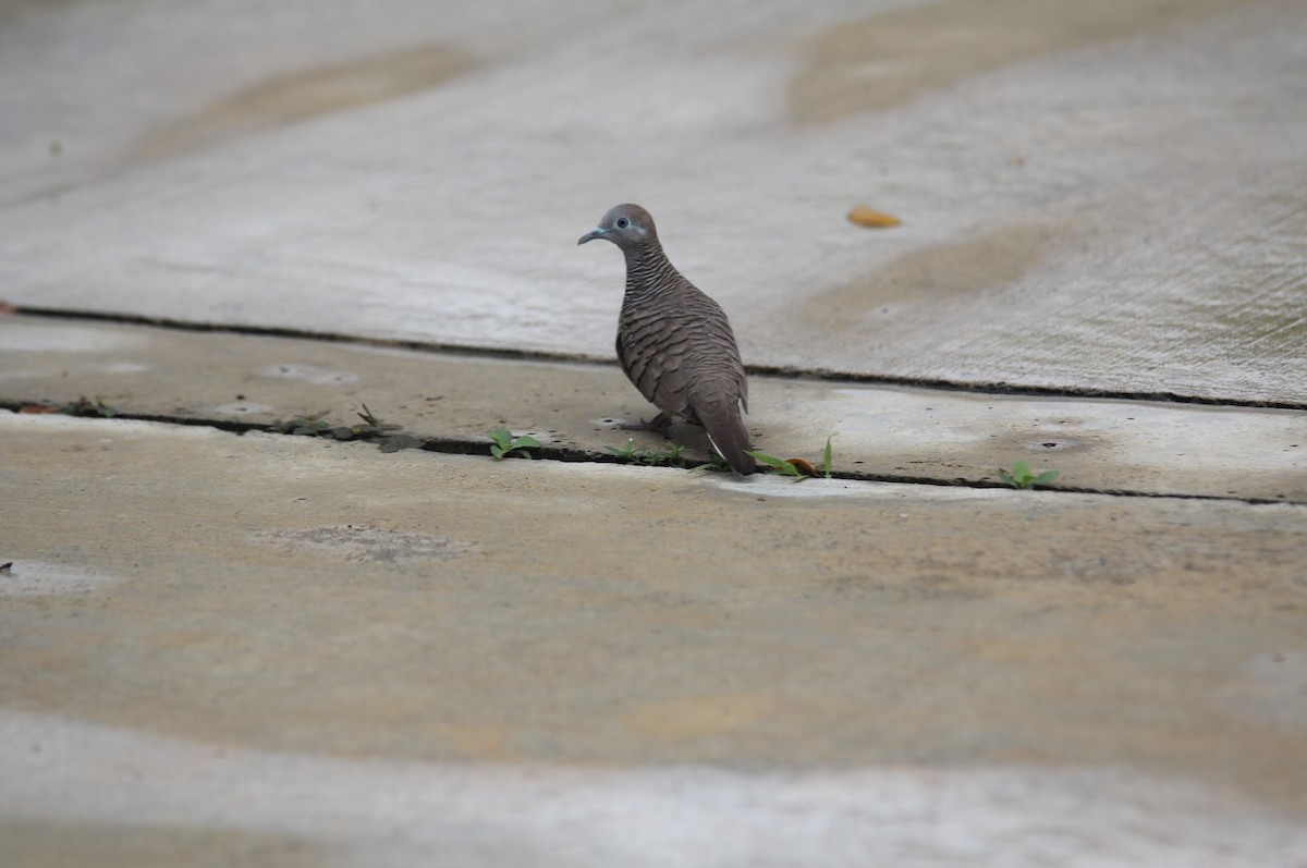 Zebra Dove - ML645818699