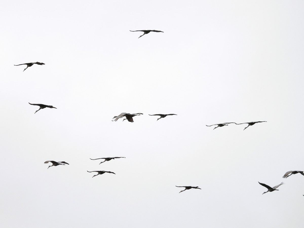 Sandhill Crane - ML645818700