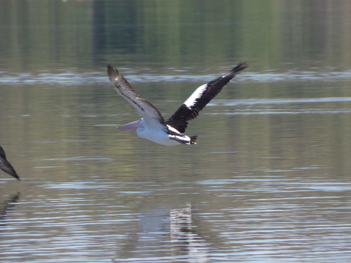 Australian Pelican - ML645818702