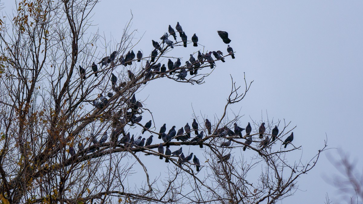 Rock Pigeon (Feral Pigeon) - ML645818703
