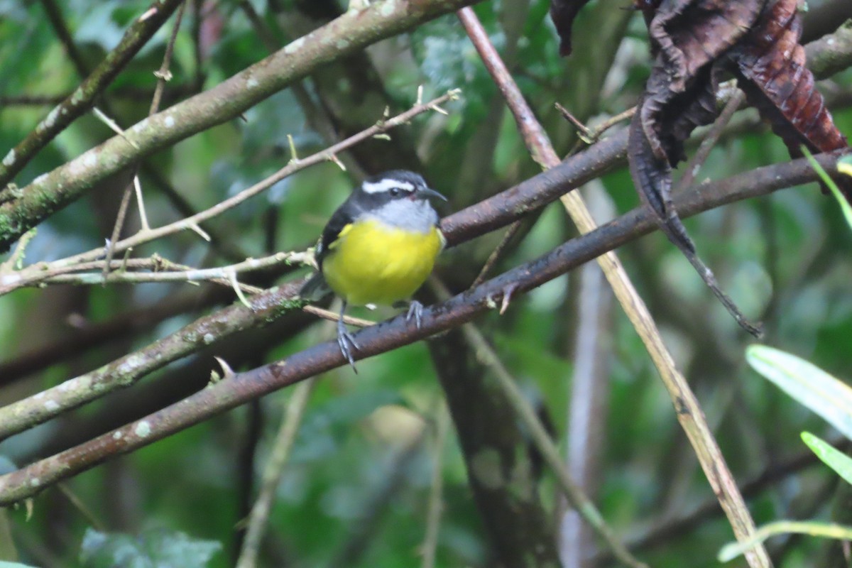 Bananaquit - ML645818704