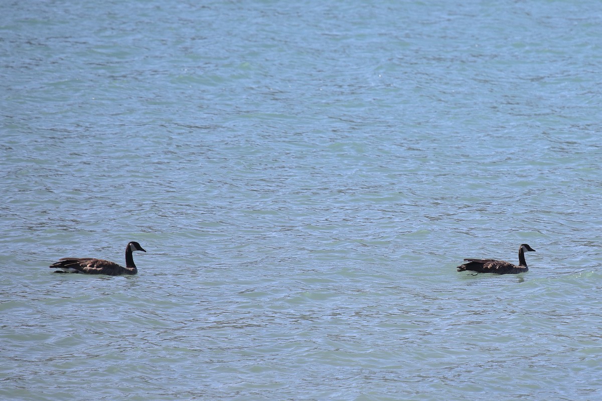 Canada Goose - ML645818707
